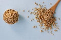 Fresh organic wheat sprouts in a wooden spoon on a blue surface. Royalty Free Stock Photo