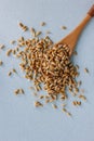 Fresh organic wheat sprouts in a wooden spoon on a blue surface. Royalty Free Stock Photo