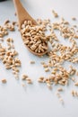 Fresh organic wheat sprouts in a wooden spoon on a blue surface. Royalty Free Stock Photo