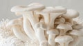 Fresh Organic White Beech Mushrooms Close-up