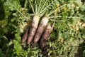 Fresh organic white radish Royalty Free Stock Photo