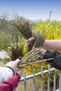 Fresh organic wild asparagus Royalty Free Stock Photo