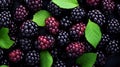 Fresh organic wild blackberries