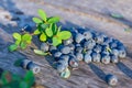 Fresh organic wild blueberries on wooden