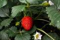 Fresh, organic and wild strawberries growing on the vine, some strawberry flowers and young strawberries Royalty Free Stock Photo