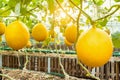 Fresh organic yellow cantaloupe melon or golden melon ready to harvesting in greenhouse at melon farm with sunbeam. agriculture