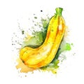 Fresh Organic Yellow Squash Vegetable Square Background. Royalty Free Stock Photo