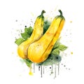 Fresh Organic Yellow Squash Vegetable Square Background. Royalty Free Stock Photo