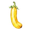 Fresh Organic Yellow Squash Vegetable Square Watercolor Illustration. Royalty Free Stock Photo