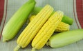Fresh organic yellow sweet corn Royalty Free Stock Photo