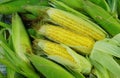 Fresh organic yellow sweet corn Royalty Free Stock Photo