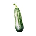 Fresh Organic Zucchini Vegetable Square Watercolor Illustration. Royalty Free Stock Photo