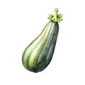 Fresh Organic Zucchini Vegetable Square Watercolor Illustration. Royalty Free Stock Photo