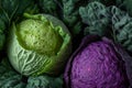 Fresh organically grown green and red cabbage. Healthy and diet concept. Generative AI Royalty Free Stock Photo