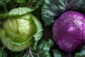 Fresh organically grown green and red cabbage. Healthy and diet concept. Generative AI Royalty Free Stock Photo