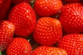 Fresh and organically grown strawberries, seasonal fruit