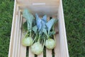 Fresh organice early white Kohlrabi harvest Royalty Free Stock Photo