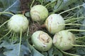 Fresh organice Kohlrabi harvest