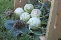 Fresh organice Kohlrabi