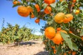 Fresh organik agriculture; tangerine tree.