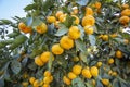 Fresh organik agriculture; tangerine tree.