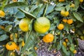 Fresh organik agriculture; tangerine tree.