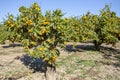 Fresh organik agriculture; tangerine tree.