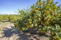 Fresh organik agriculture; tangerine tree.