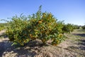 Fresh organik agriculture; tangerine tree.