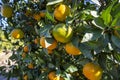 Fresh organik agriculture; tangerine tree.