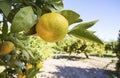 Fresh organik agriculture; tangerine tree.