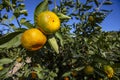 Fresh organik agriculture; tangerine tree.