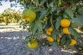 Fresh organik agriculture; tangerine tree.