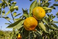 Fresh organik agriculture; tangerine tree.