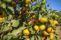 Fresh organik agriculture; tangerine tree.