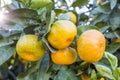 Fresh organik agriculture; tangerine tree.