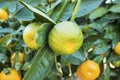 Fresh organik agriculture; tangerine tree.