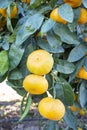 Fresh organik agriculture; tangerine tree.