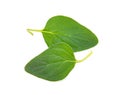 Fresh origano branch leaf