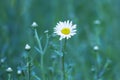 Fresh Oxeye daisy background