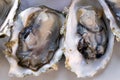 Fresh oyster