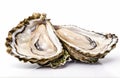 Fresh oyster on a white background