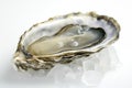 Fresh oyster on ice with glimmering shell and detailed close-up Royalty Free Stock Photo