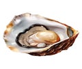 Fresh oyster illustration