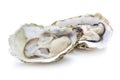 Fresh oyster isolated