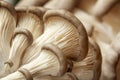 Fresh oyster mushrooms, closeup of oyster mushroom gills. Selective focus Royalty Free Stock Photo