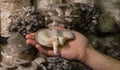 Fresh oyster mushrooms in farmers hand.