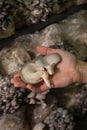 Fresh oyster mushrooms in farmers hand.