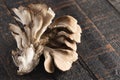 Fresh Oyster Mushrooms on a Wooden Table Royalty Free Stock Photo