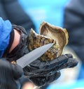 A fresh oyster opened with a knife in the hands of a cook in black gloves
